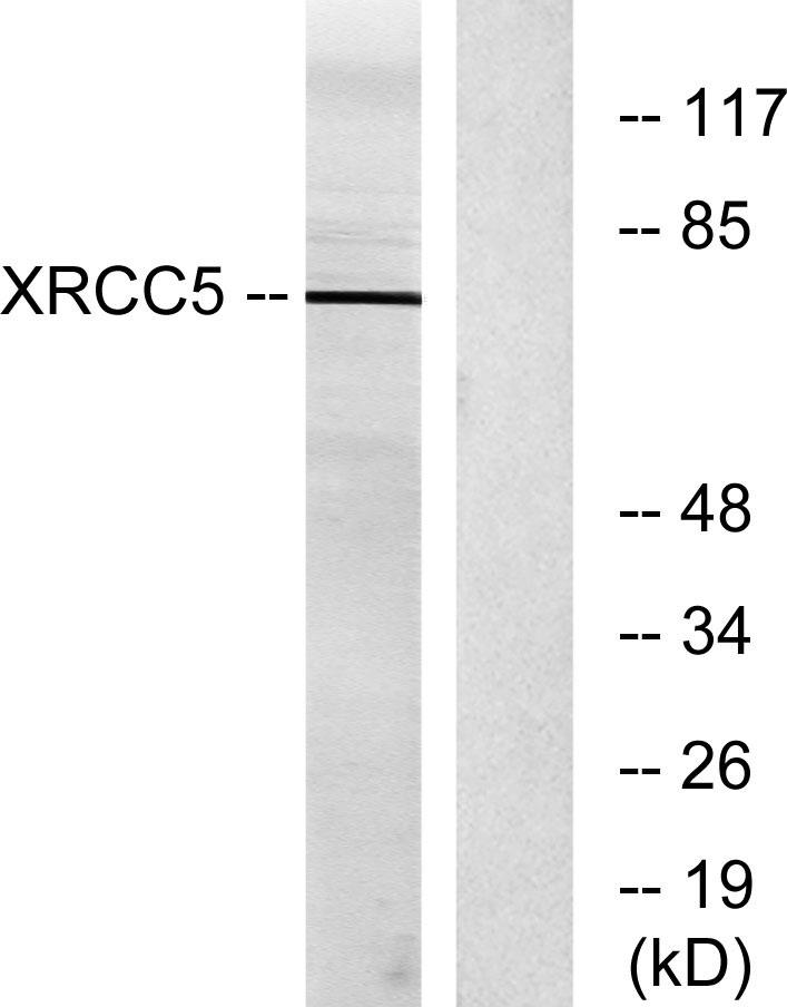 Ku-86 Rabbit Polyclonal Antibody | 兔多抗 | EnkiLife恩玑生命