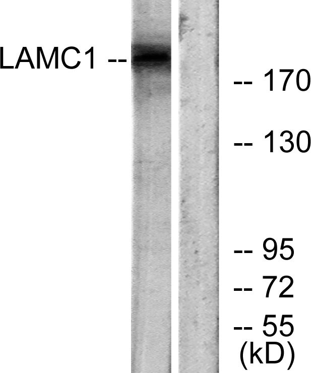 Laminin γ-1 Rabbit Polyclonal Antibody | 兔多抗 | EnkiLife恩玑生命
