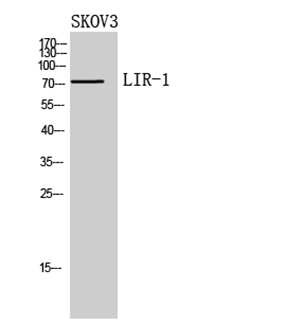 LIR-1 Rabbit Polyclonal Antibody | 兔多抗 | EnkiLife恩玑生命