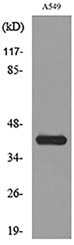 L-Selectin Rabbit Polyclonal Antibody | 兔多抗 | EnkiLife恩玑生命