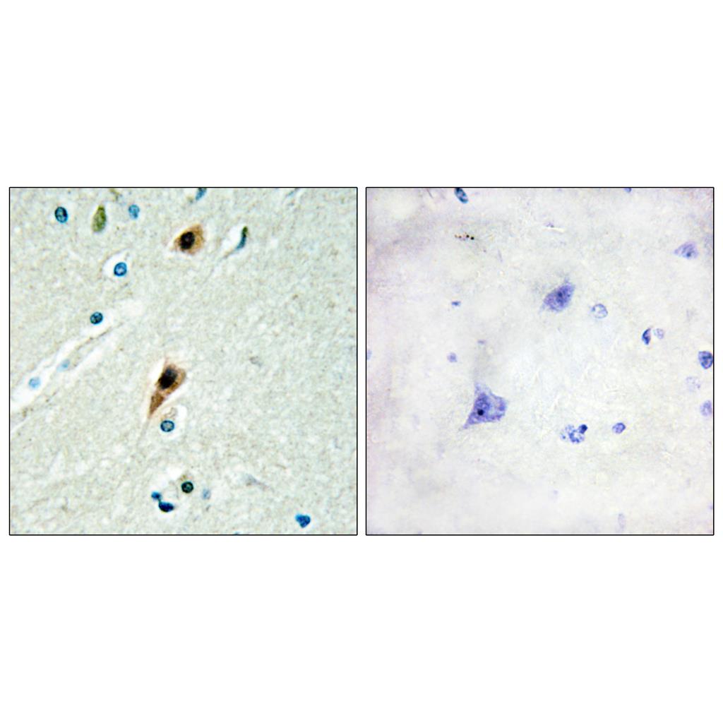 LUCA15 Rabbit Polyclonal Antibody | 兔多抗 | EnkiLife恩玑生命