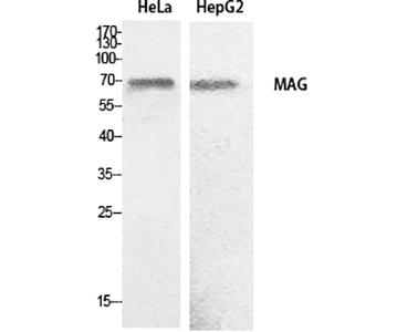 MAG Rabbit Polyclonal Antibody | 兔多抗 | EnkiLife恩玑生命