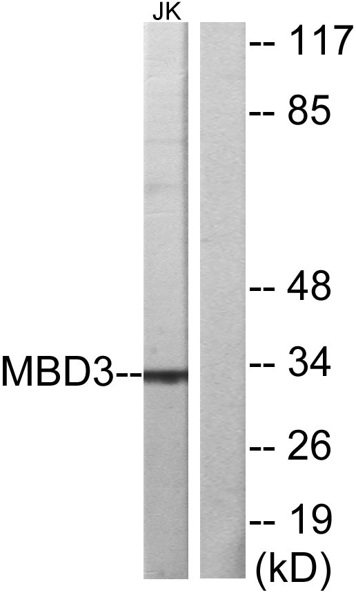 MBD3 Rabbit Polyclonal Antibody | 兔多抗 | EnkiLife恩玑生命