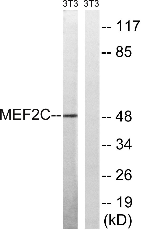 MEF-2C Rabbit Polyclonal Antibody | 兔多抗 | EnkiLife恩玑生命