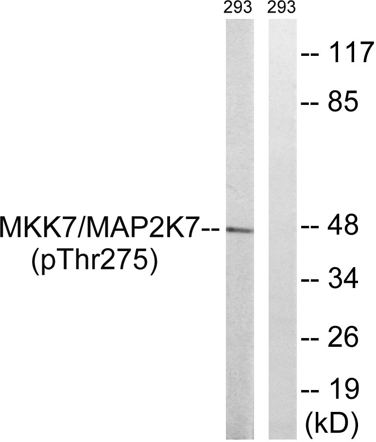 MEK-7 Rabbit Polyclonal Antibody | 兔多抗 | EnkiLife恩玑生命