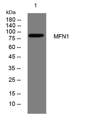 MFN1 Rabbit Polyclonal Antibody | 兔多抗 | EnkiLife恩玑生命
