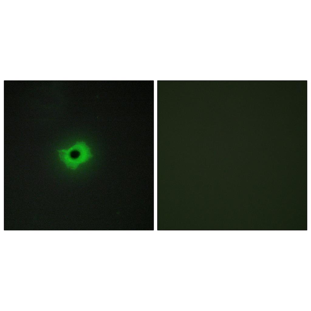 MIC2 Rabbit Polyclonal Antibody | 兔多抗 | EnkiLife恩玑生命