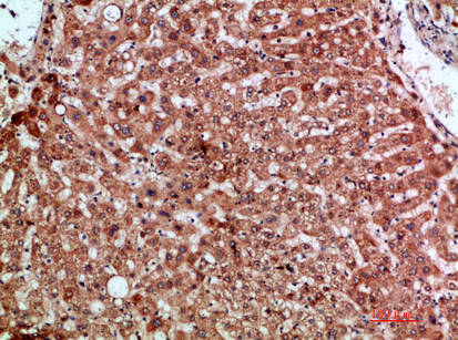 MIP-3α Rabbit Polyclonal Antibody | 兔多抗 | EnkiLife恩玑生命