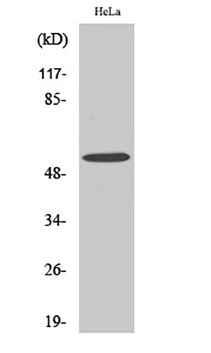 MLKL Rabbit Polyclonal Antibody | 兔多抗 | EnkiLife恩玑生命