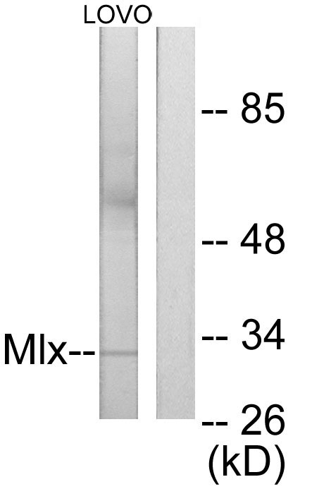 Mlx Rabbit Polyclonal Antibody | 兔多抗 | EnkiLife恩玑生命
