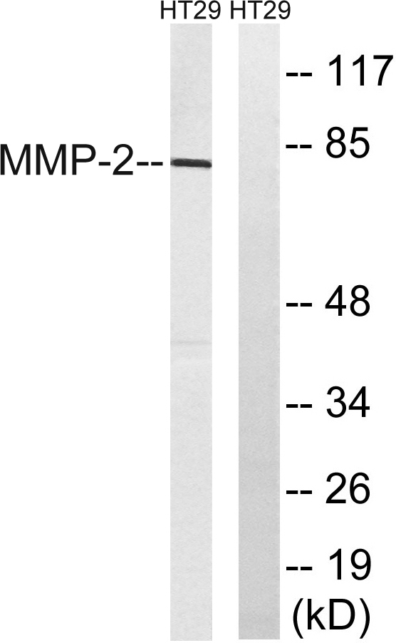MMP-2 Rabbit Polyclonal Antibody | 兔多抗 | EnkiLife恩玑生命