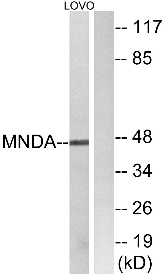 MNDA Rabbit Polyclonal Antibody | 兔多抗 | EnkiLife恩玑生命