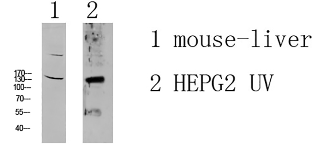 MOT4 Rabbit Polyclonal Antibody | 兔多抗 | EnkiLife恩玑生命