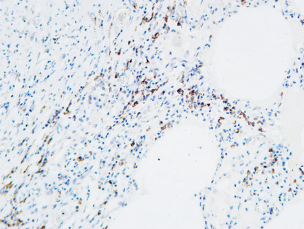 MPO Rabbit Polyclonal Antibody | 兔多抗 | EnkiLife恩玑生命