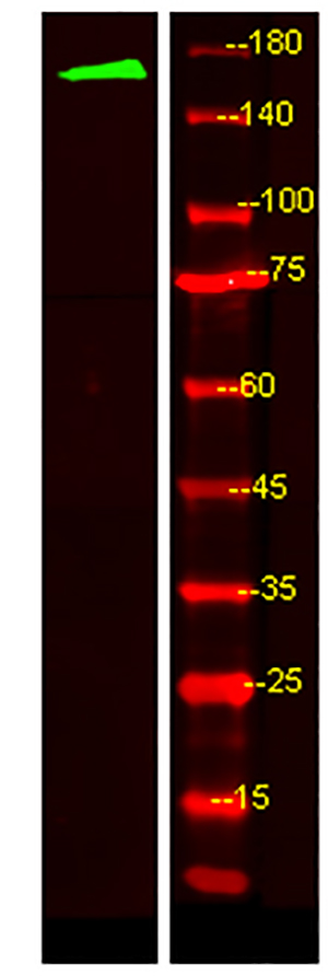 MRP6 Rabbit Polyclonal Antibody | 兔多抗 | EnkiLife恩玑生命