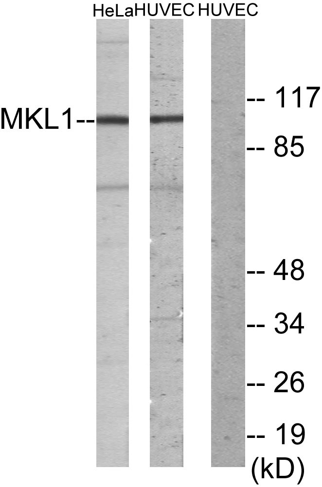 MRTF-A Rabbit Polyclonal Antibody | 兔多抗 | EnkiLife恩玑生命