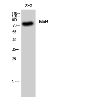MxB Rabbit Polyclonal Antibody | 兔多抗 | EnkiLife恩玑生命