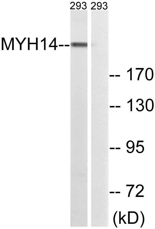 MYH14 Rabbit Polyclonal Antibody | 兔多抗 | EnkiLife恩玑生命