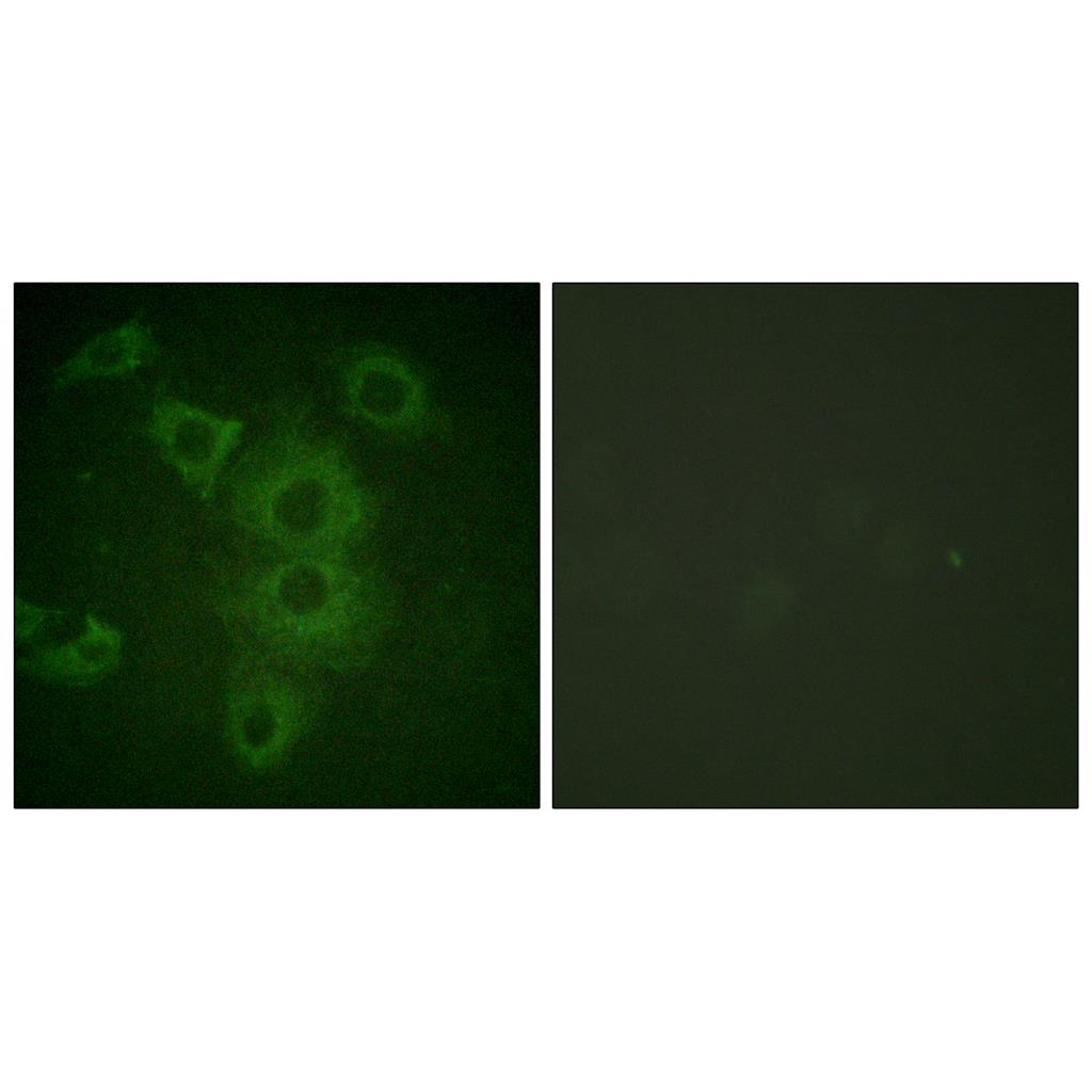 NBK Rabbit Polyclonal Antibody | 兔多抗 | EnkiLife恩玑生命