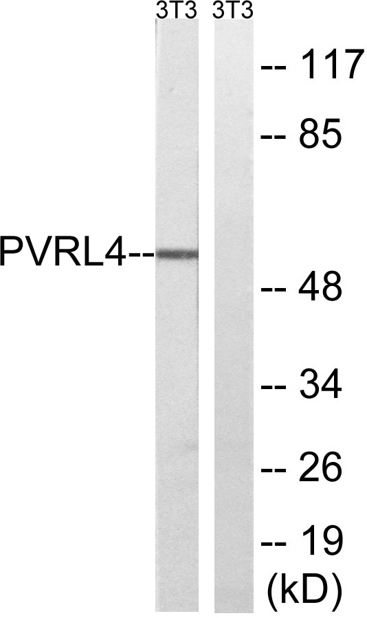 Nectin 4 Rabbit Polyclonal Antibody | 兔多抗 | EnkiLife恩玑生命