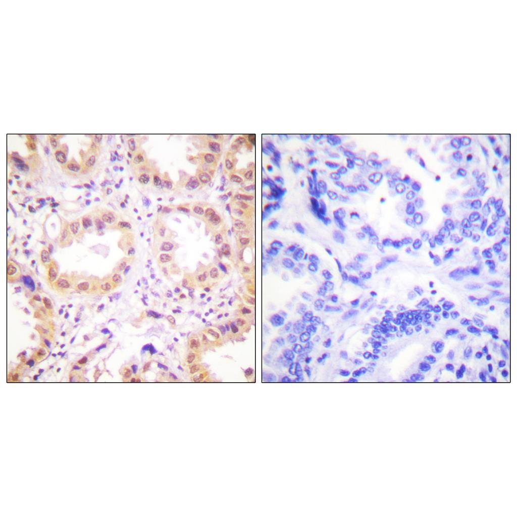 Neddylin Rabbit Polyclonal Antibody | 兔多抗 | EnkiLife恩玑生命