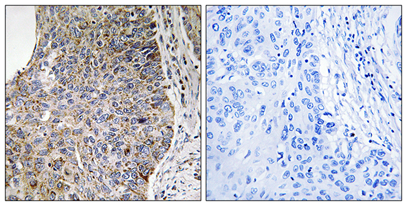 Nek7 Rabbit Polyclonal Antibody | 兔多抗 | EnkiLife恩玑生命