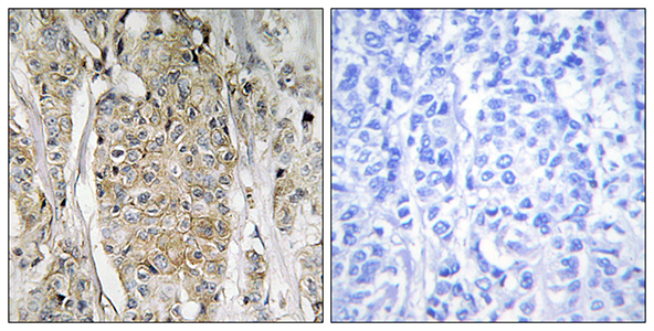 Neu Rabbit Polyclonal Antibody | 兔多抗 | EnkiLife恩玑生命