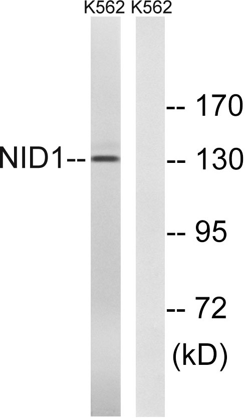 Nidogen Rabbit Polyclonal Antibody | 兔多抗 | EnkiLife恩玑生命