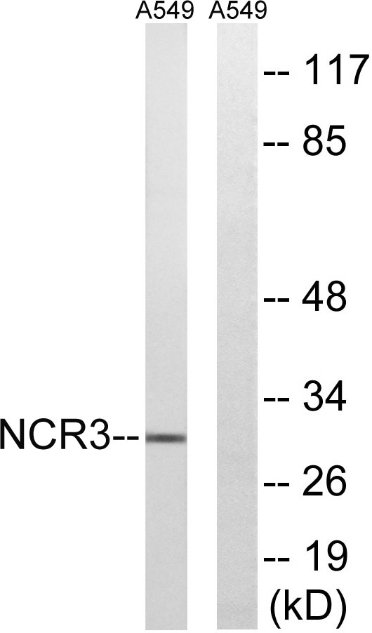 NKp30 Rabbit Polyclonal Antibody | 兔多抗 | EnkiLife恩玑生命