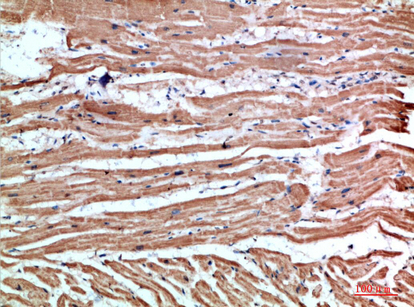 NLRX1 Rabbit Polyclonal Antibody | 兔多抗 | EnkiLife恩玑生命