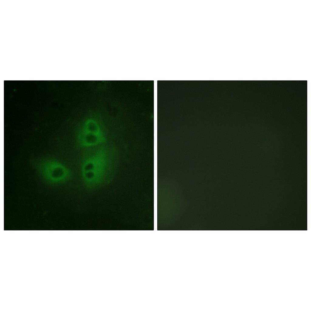 NOS1 Rabbit Polyclonal Antibody | 兔多抗 | EnkiLife恩玑生命