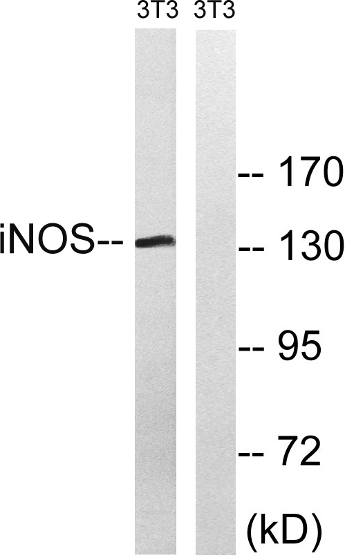 NOS2 Rabbit Polyclonal Antibody | 兔多抗 | EnkiLife恩玑生命