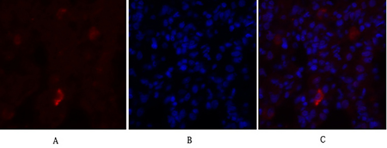 NOS3 Rabbit Polyclonal Antibody | 兔多抗 | EnkiLife恩玑生命