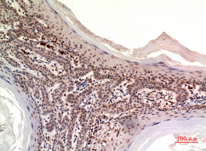 Nov Rabbit Polyclonal Antibody | 兔多抗 | EnkiLife恩玑生命