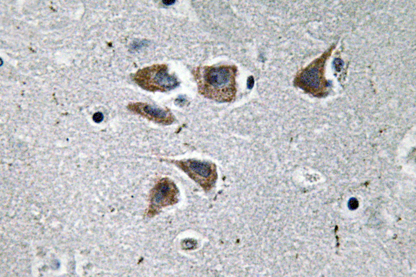 NPY Rabbit Polyclonal Antibody | 兔多抗 | EnkiLife恩玑生命
