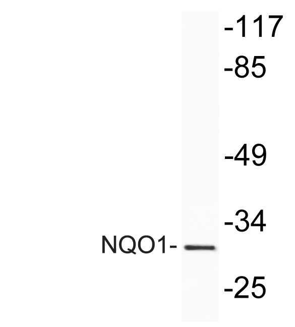 NQO1 Rabbit Polyclonal Antibody | 兔多抗 | EnkiLife恩玑生命