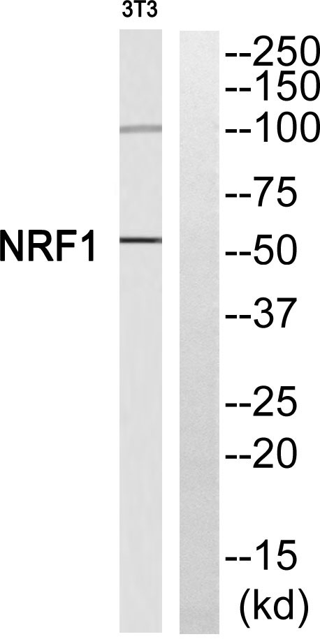 NRF-1 Rabbit Polyclonal Antibody | 兔多抗 | EnkiLife恩玑生命