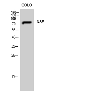 NSF Rabbit Polyclonal Antibody | 兔多抗 | EnkiLife恩玑生命