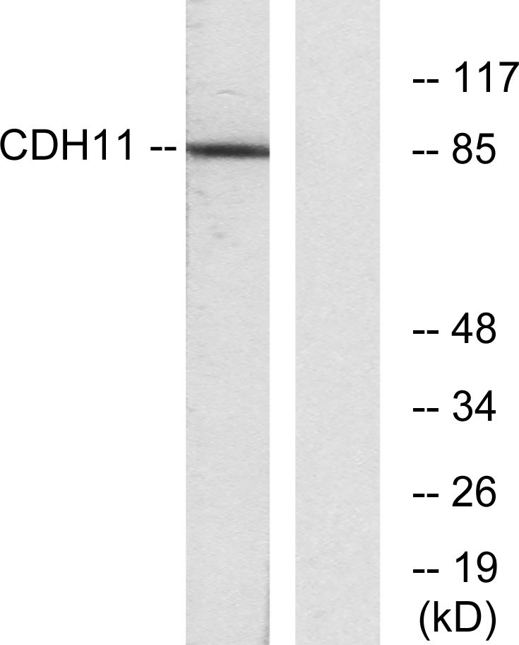 OB-cadherin Rabbit Polyclonal Antibody | 兔多抗 | EnkiLife恩玑生命