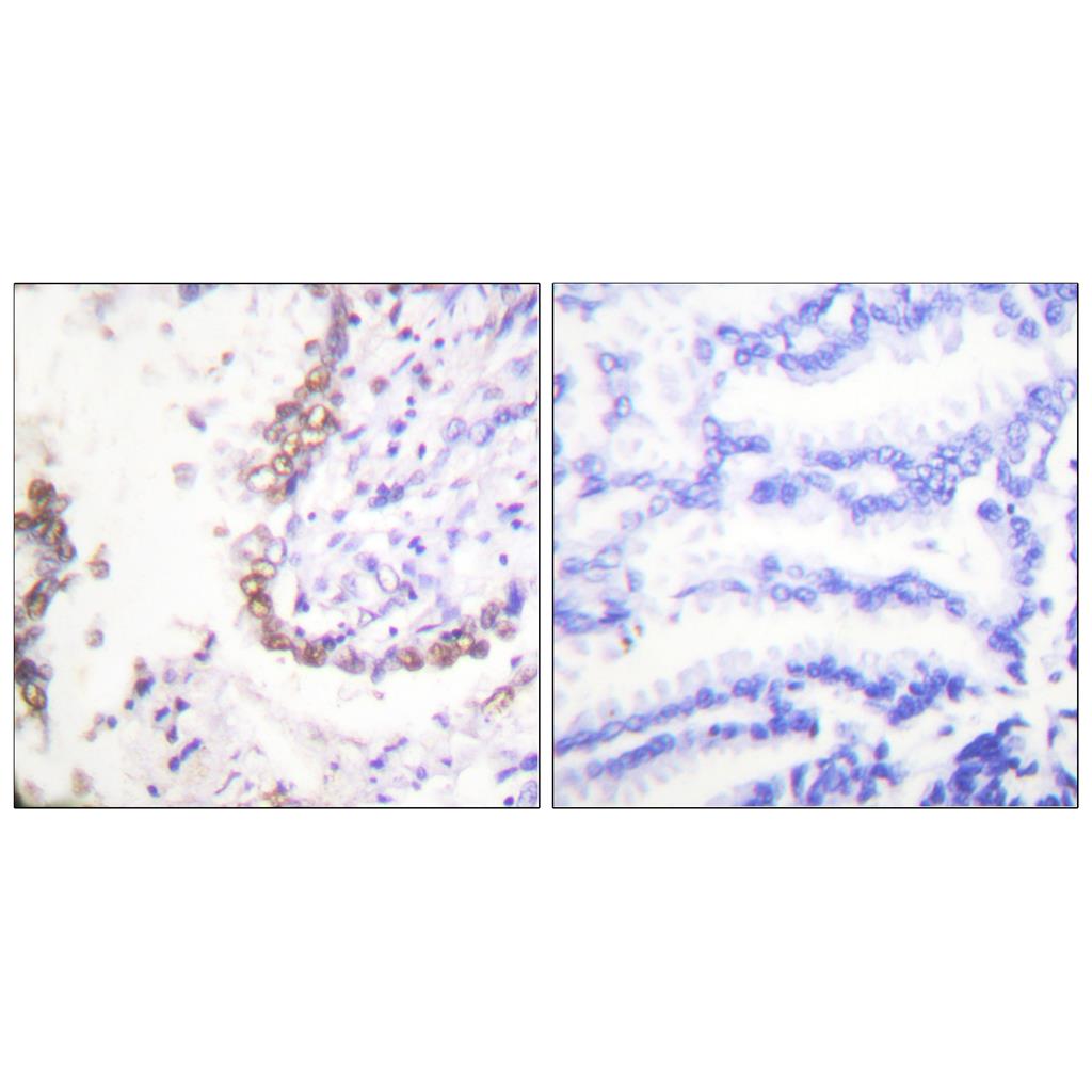 Oct-3/4 Rabbit Polyclonal Antibody | 兔多抗 | EnkiLife恩玑生命