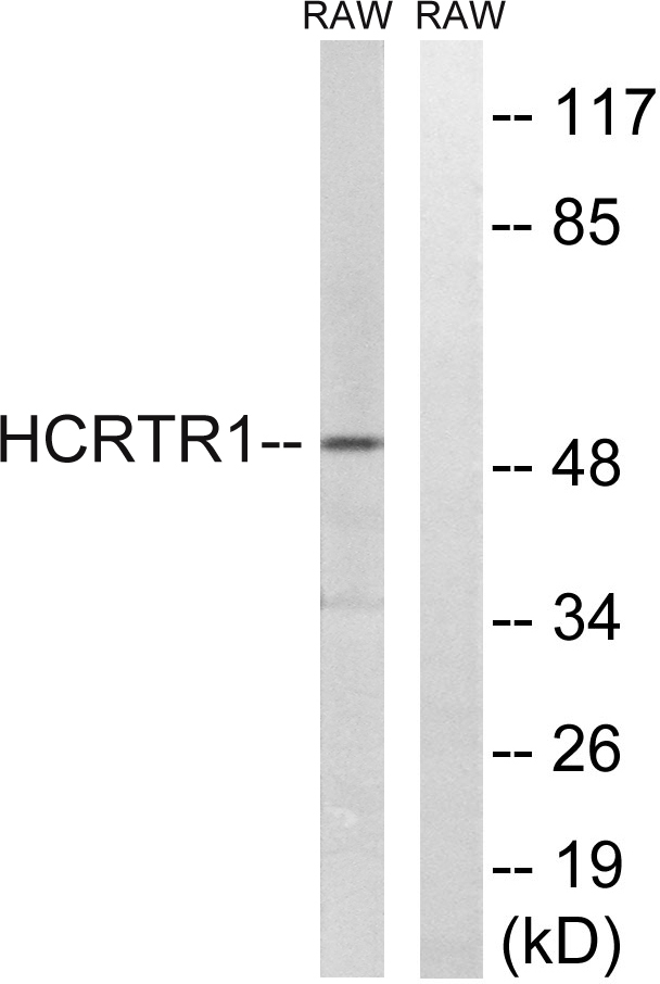 Orexin R-1 Rabbit Polyclonal Antibody | 兔多抗 | EnkiLife恩玑生命