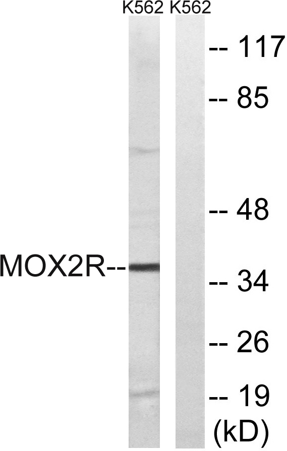 OX2R Rabbit Polyclonal Antibody | 兔多抗 | EnkiLife恩玑生命