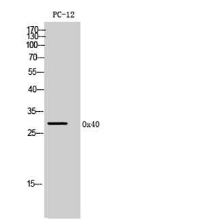 Ox40 Rabbit Polyclonal Antibody | 兔多抗 | EnkiLife恩玑生命