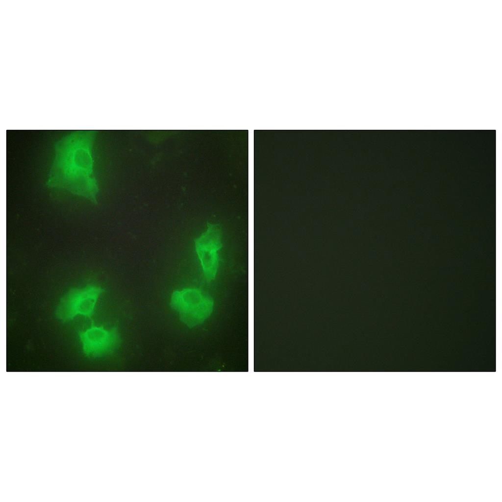 p35 Rabbit Polyclonal Antibody | 兔多抗 | EnkiLife恩玑生命
