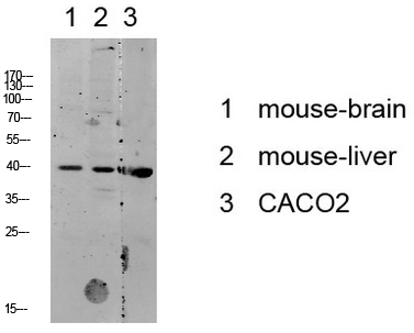 p38 MAPK Rabbit Polyclonal Antibody | 兔多抗 | EnkiLife恩玑生命