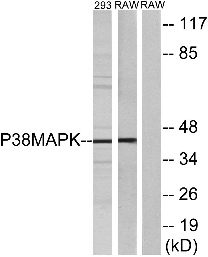 p38 Rabbit Polyclonal Antibody | 兔多抗 | EnkiLife恩玑生命