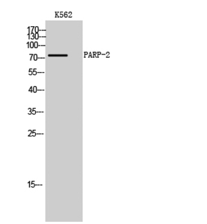 PARP-2 Rabbit Polyclonal Antibody | 兔多抗 | EnkiLife恩玑生命