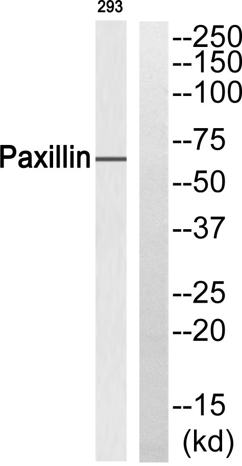 Paxillin Rabbit Polyclonal Antibody | 兔多抗 | EnkiLife恩玑生命