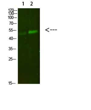 PBEF Rabbit Polyclonal Antibody | 兔多抗 | EnkiLife恩玑生命