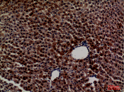 PEPCK-C Rabbit Polyclonal Antibody | 兔多抗 | EnkiLife恩玑生命